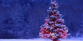 Craciunul in mitologie, religie -Bradul de Craciun