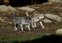 Diferențe și asemănări între câini și lupi