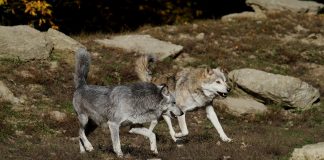 Câinii și lupii: asemănări surprinzătoare și diferențe esențiale Diferențe și asemănări între câini și lupi