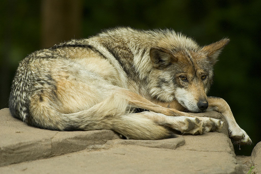 Diferențe și asemănări între câini și lupi11