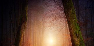 Blob, Physarum polycephalum