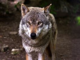 Homo homini lupus – sensul şi originea expresiei