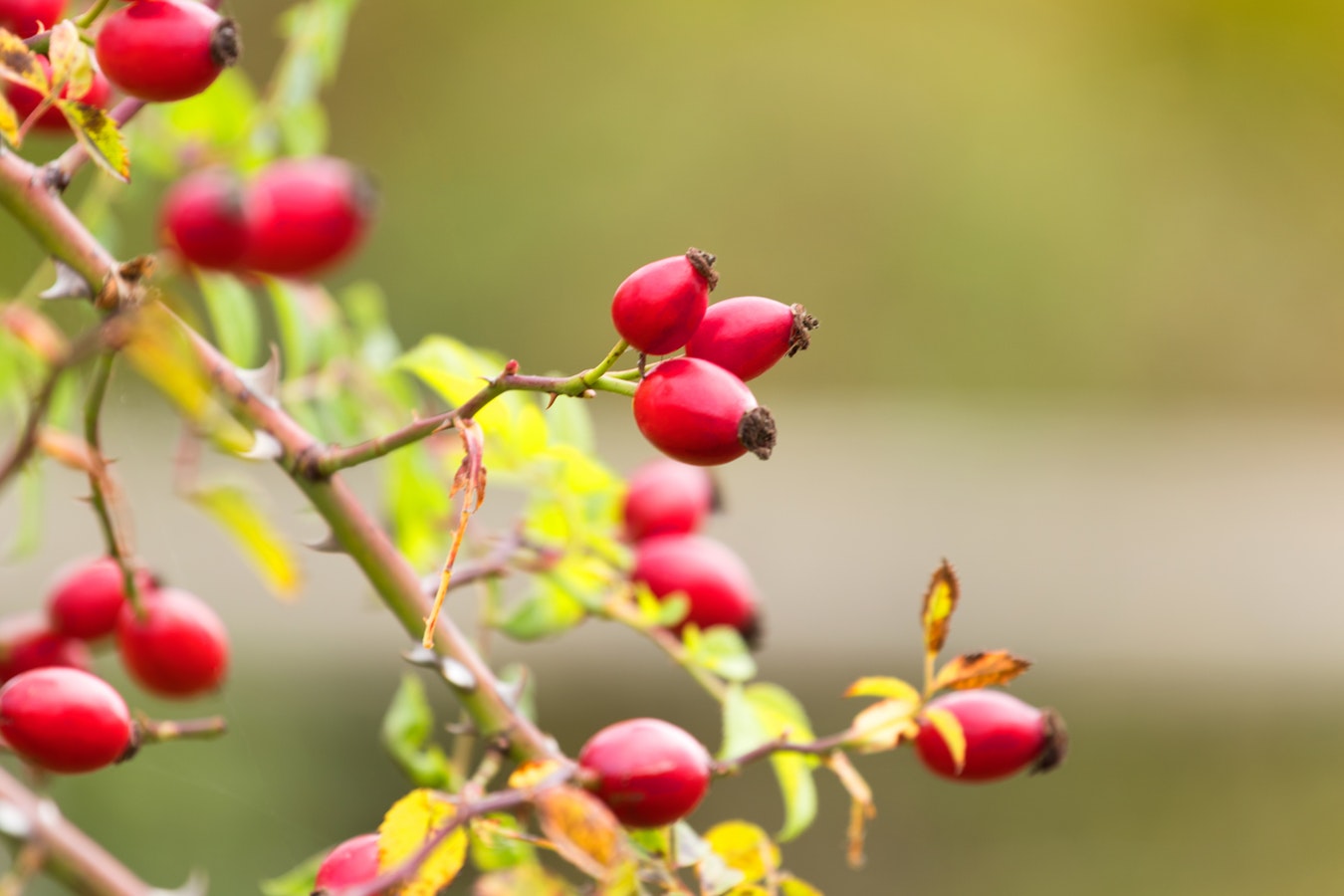 Neuronul rosehip, o descoperire a anului 2018, are forma fructului de maces, Rosa canina, Cynorhodon