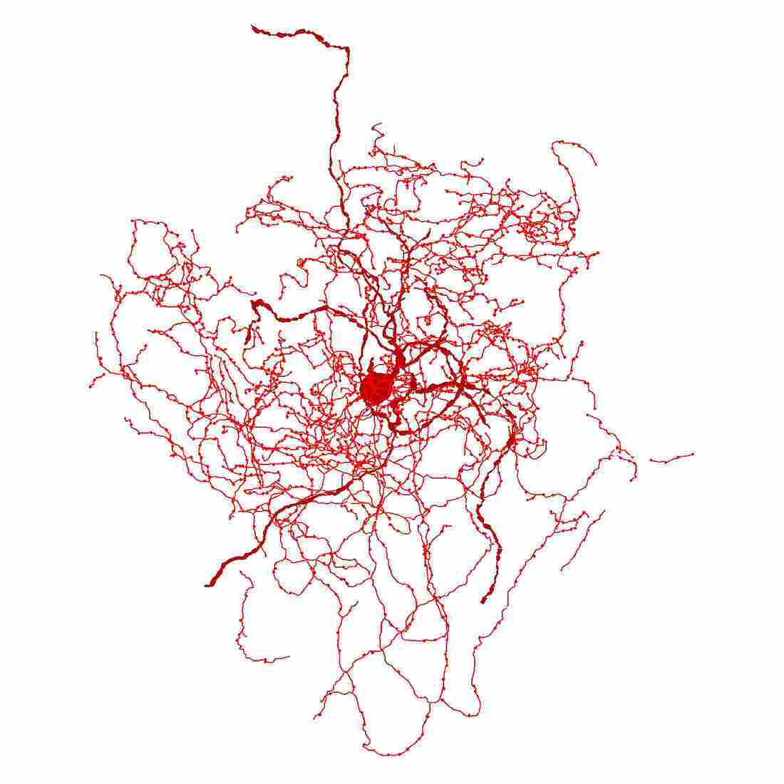 Neuronul rosehip, reconstructie digitala