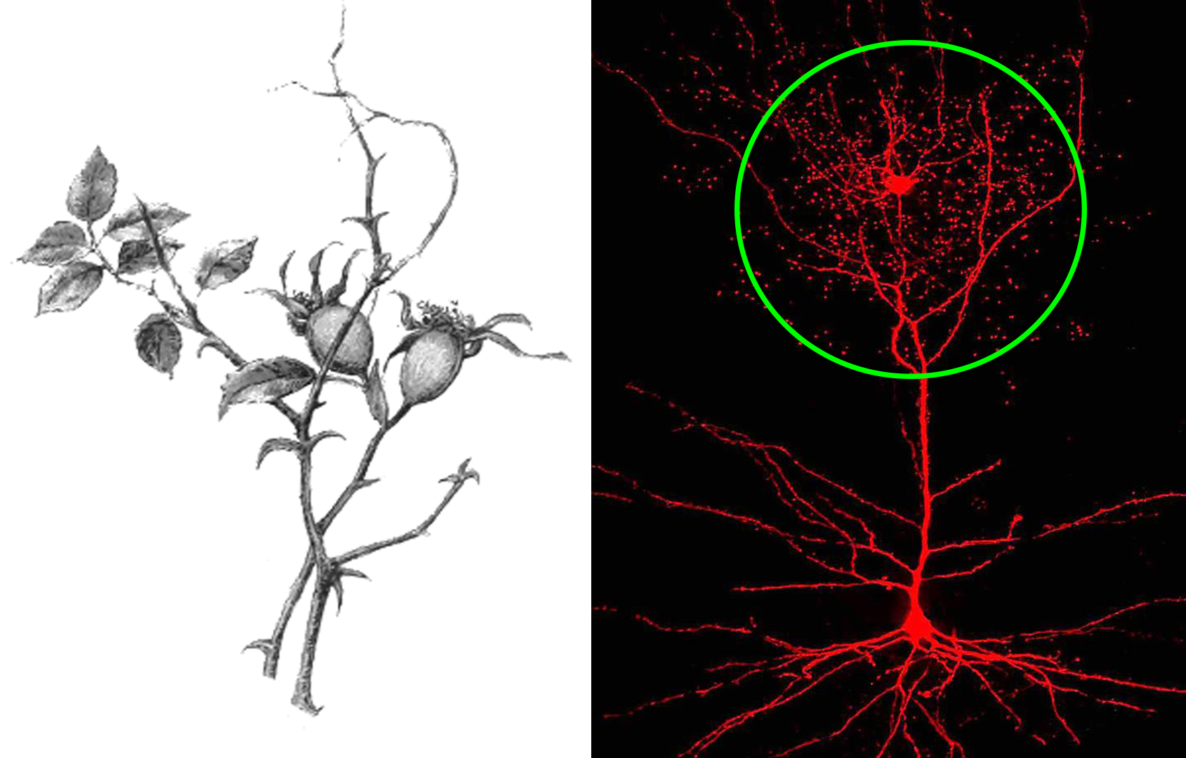 Neuronul rosehip sau neuronul cynorhodon