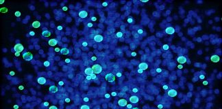 Prima bacterie cuantică. Paradoxul “Pisica lui Schrodinger” devine posibil