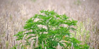 Ambrozie şi nectar - sensul şi originea expresiei