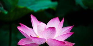 Luna Martie – originea şi semnificaţia acestei denumiri, tradiţii româneşti, repere cultural-istorice