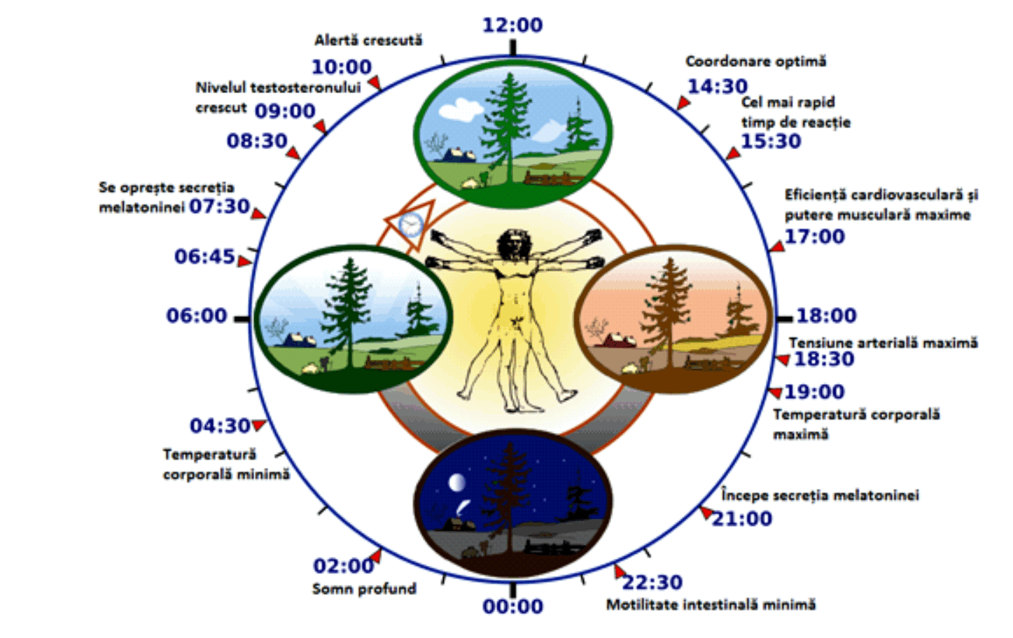 Ritmul circadian. Sursa: nesomn.eu