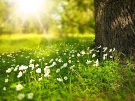 Floralia şi Floriile Duminica stâlpărilor – origine, semnificaţie, simboluri