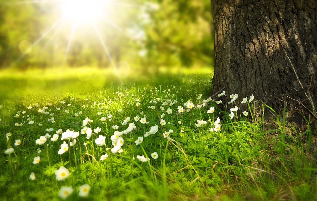 Floralia şi Floriile Duminica stâlpărilor – origine, semnificaţie, simboluri