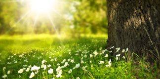 Floralia şi Floriile Duminica stâlpărilor – origine, semnificaţie, simboluri