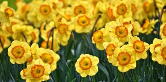 Narcisa, Narcis şi narcisismul – etimologii, sensuri şi semnificaţii simbolice