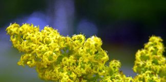 Flori de sanziene, Sursa: Luontoportti.com