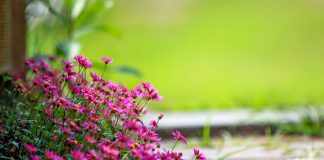 Luna iulie – originea şi semnificaţia acestei denumiri, evenimente astronomice 2019, tradiţii