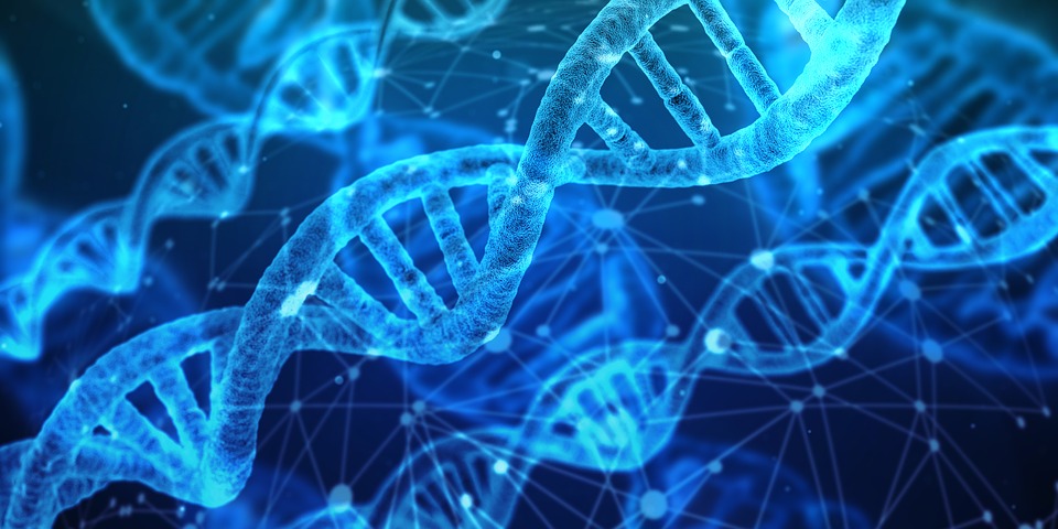 Structura ADN-ului uman