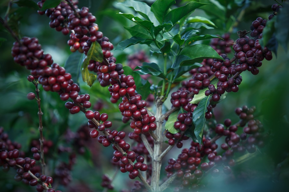 Arbust de cafea
