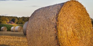 Luna august – originea şi semnificaţia acestei denumiri, evenimente astronomice 2019, astrologice, tradiţii