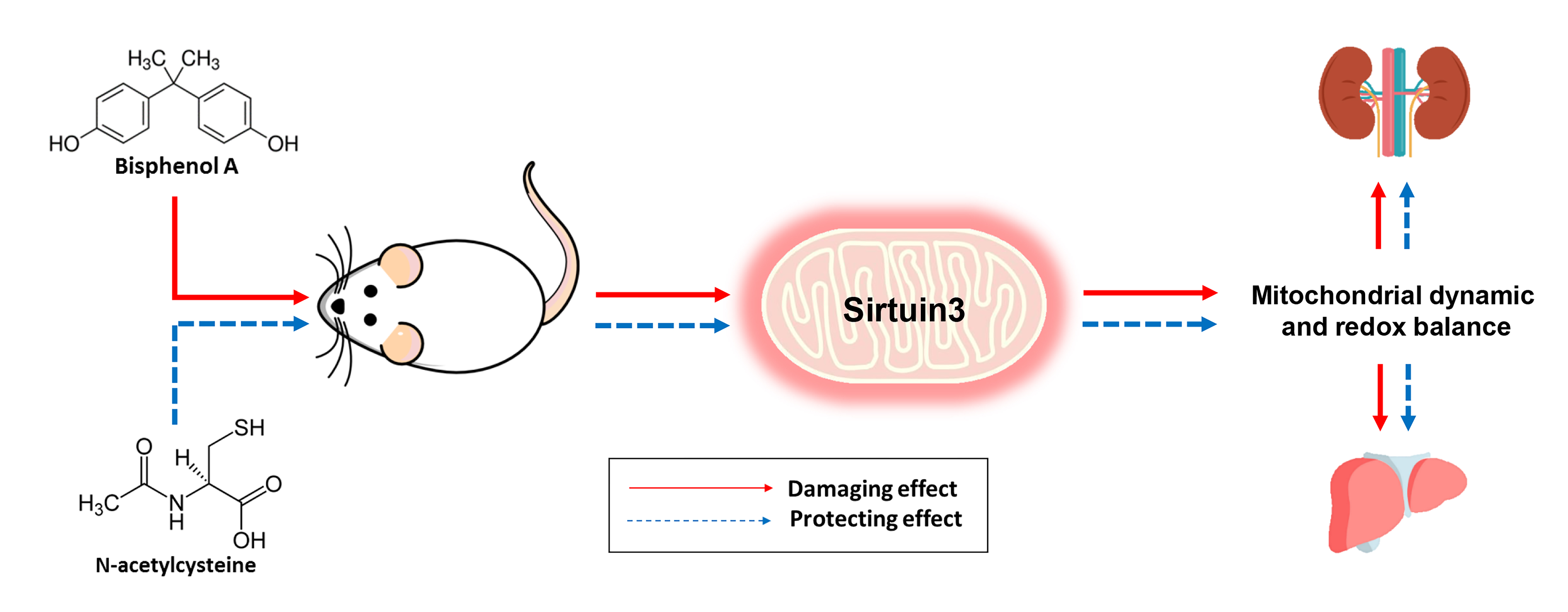 Bisfenol, Sursa: MDPI