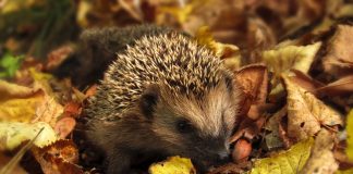 Luna septembrie – originea şi semnificaţia acestei denumiri. “Vinicer” şi valenţele simbolice ale vinului