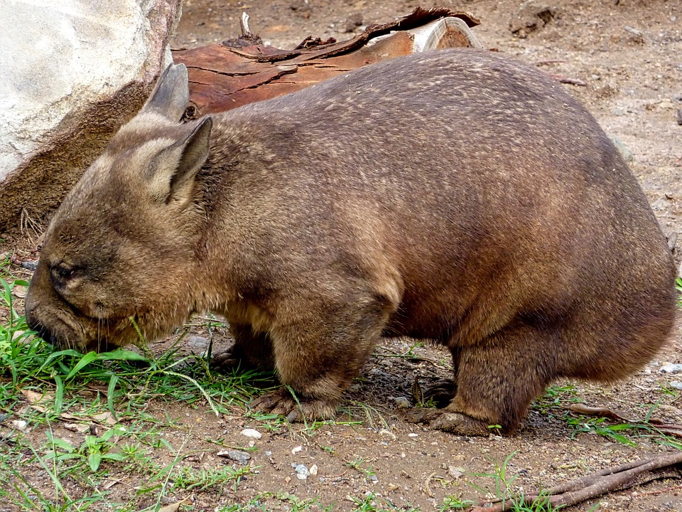 Fizica şi excrementele de wombat