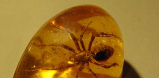 Drumul chihlimbarului, Ambra cu fosile