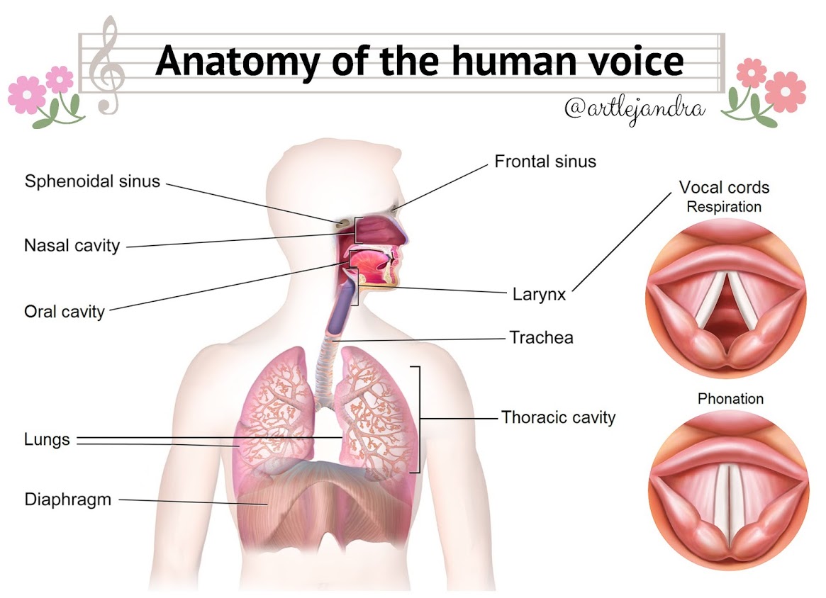 Anatomia vocii, Sursa playmusica