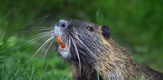 Castorul, animalul totemic al geto-dacilor, s-a întors în România