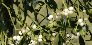 Creanga de aur sau creanga de vâsc