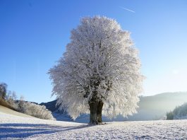 Luna decembrie – originea şi semnificaţia acestei denumiri