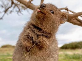 Quokka, Sursa: Rottnest Now