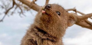 Quokka, Sursa: Rottnest Now