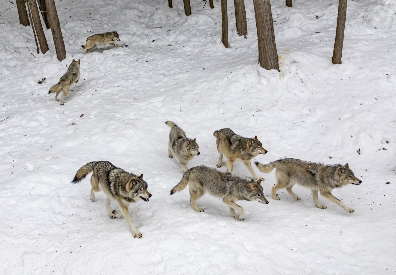 Luna ianuarie, SânPetrul Lupilor şi de Filipii de iarnă