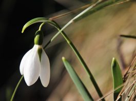 Februarie – originea şi semnificaţia denumirii acestei luni. Palindromul 02.02.2020, o dată la o mie de ani