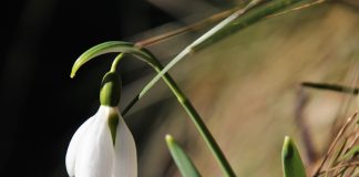 Februarie – originea şi semnificaţia denumirii acestei luni. Palindromul 02.02.2020, o dată la o mie de ani