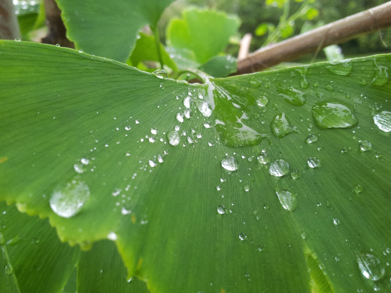 Ginko biloba