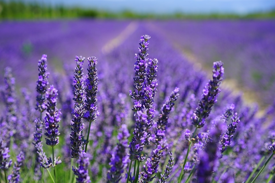 Plămâni sănătoşi cu ajutorul plantelor, Lavanda