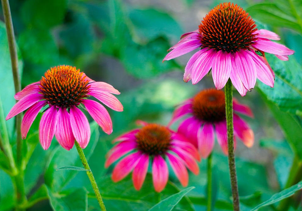 Remedii naturale pentru căile respiratorii, Echinacea