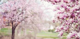 Sfinţii 40 de Mucenici. Sensul şi originea cuvântului “mucenic”. Zilele Moşilor