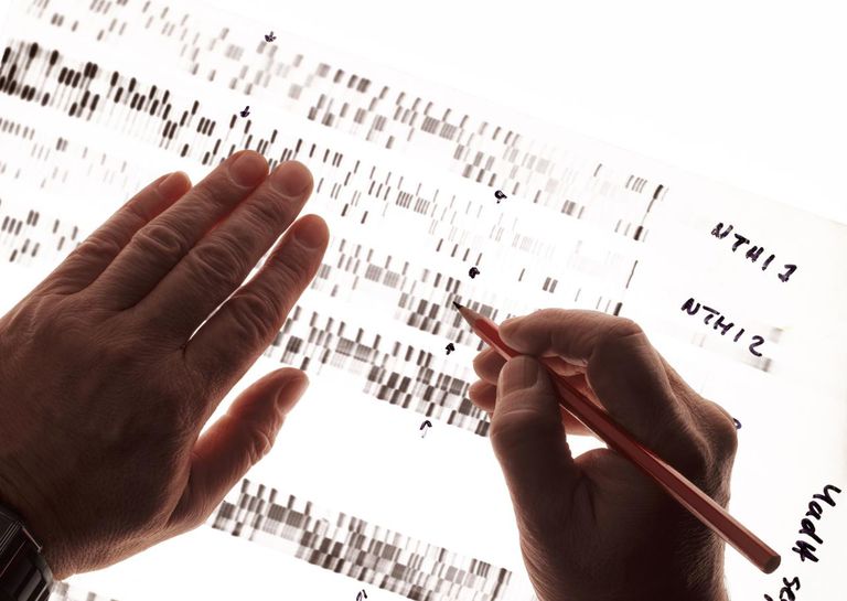 Polimorfismul genetic, Sursa ThoughtCo