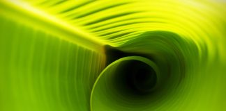 Flexitarismul – un trend al anilor 2000, cu rădăcini în antichitate. Mai sănătoşi, într-o lume mai curată