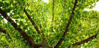 Ginkgo biloba, Arborele nemuritor