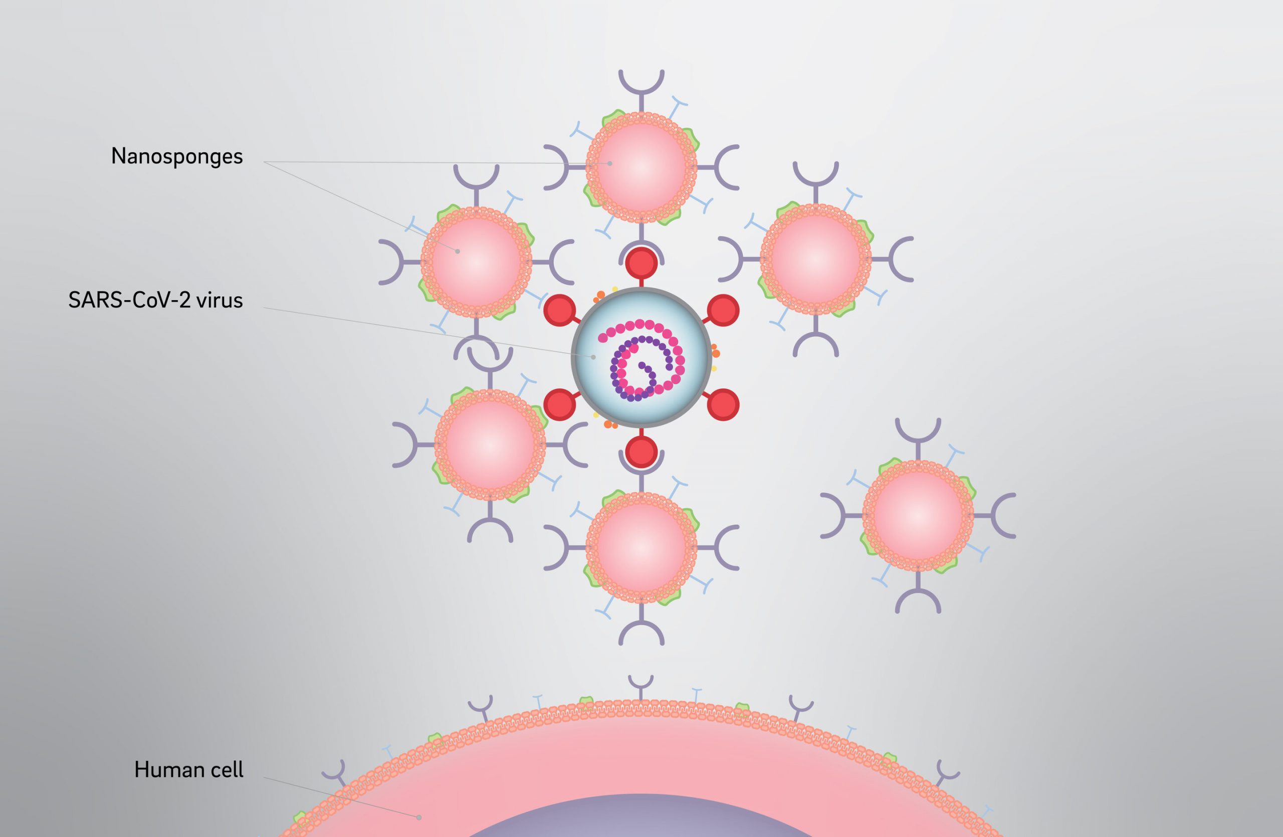 Nanobureţii contra COVID-19