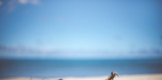 Cea mai citită carte în timpul pandemiei de coronavirus (SARS-CoV-2)