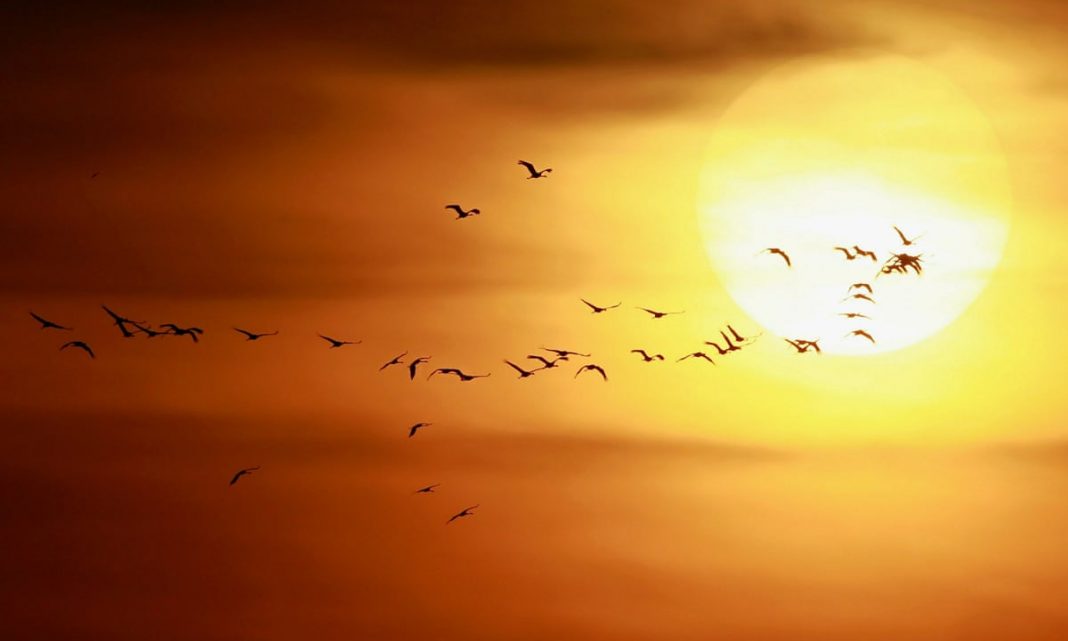 Al şaselea simţ – magnetopercepţia, Sursa The Guardian