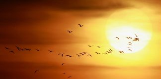 Al şaselea simţ – magnetopercepţia, Sursa The Guardian