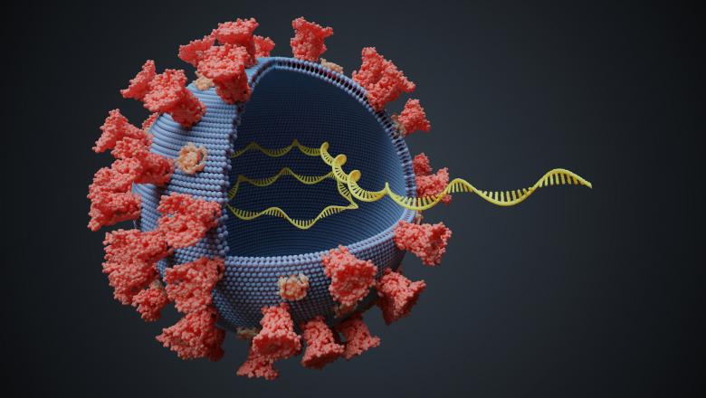 Coronavirus, D614G