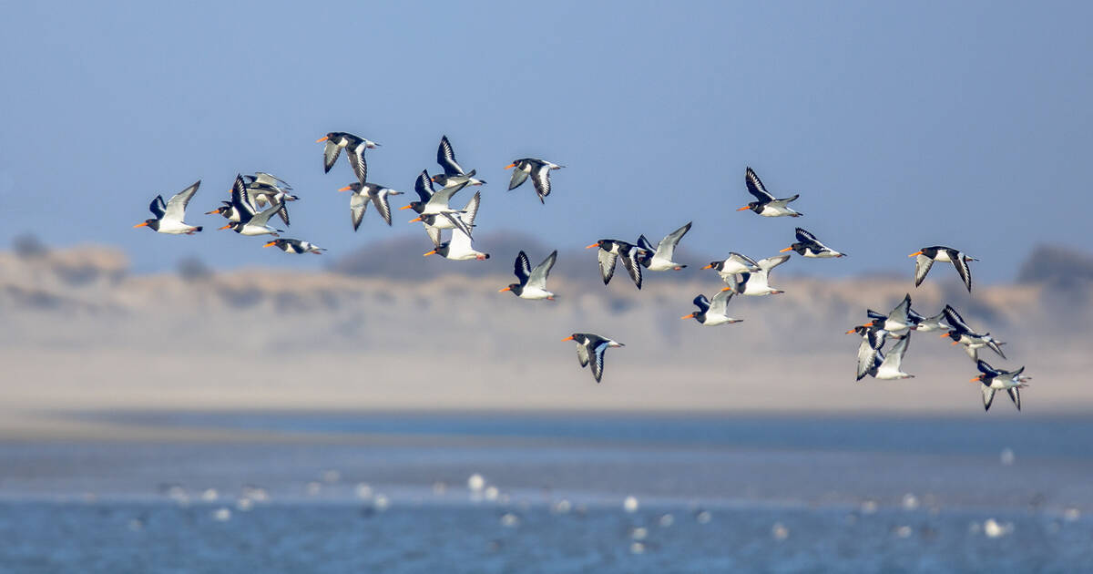 UNESCO, Ziua mondiala a pasarilor migratoare