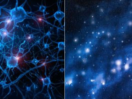 Universul si creierul uman, Sursa Futura-Science