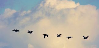 Migraţia păsărilor